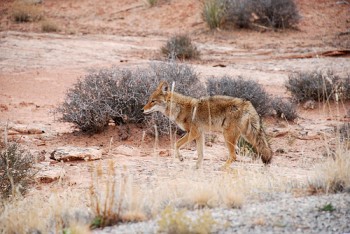 Animal Viewing in The Canyonlands