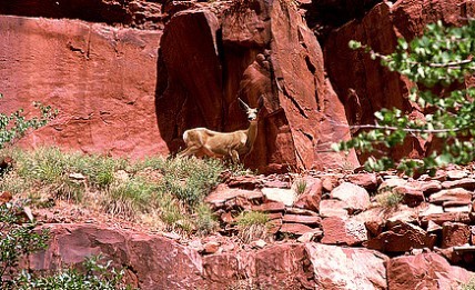 Zion Animal Viewing
